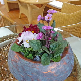 Dekoration/Accessoires für die Terrasse - Blumenschale kupferfarben mit Primeln bepflanzt